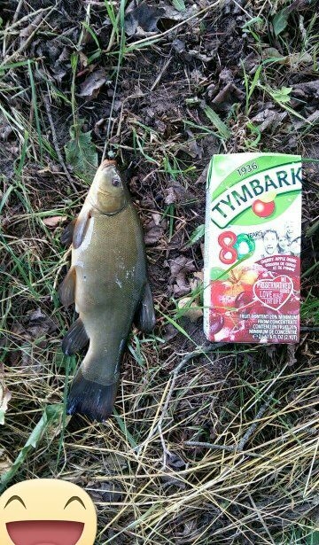 Tench