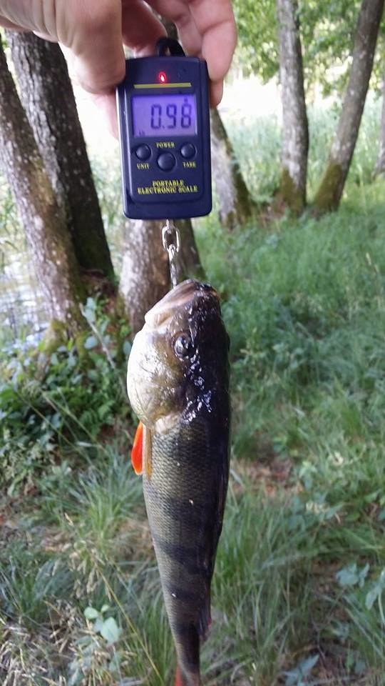 Eurasian perch