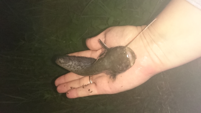 Wels catfish