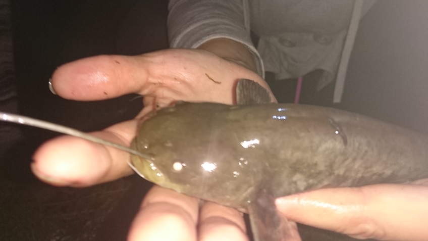 Wels catfish