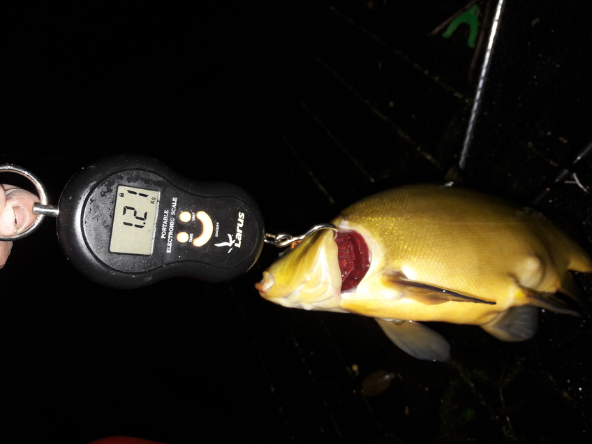 Carp bream