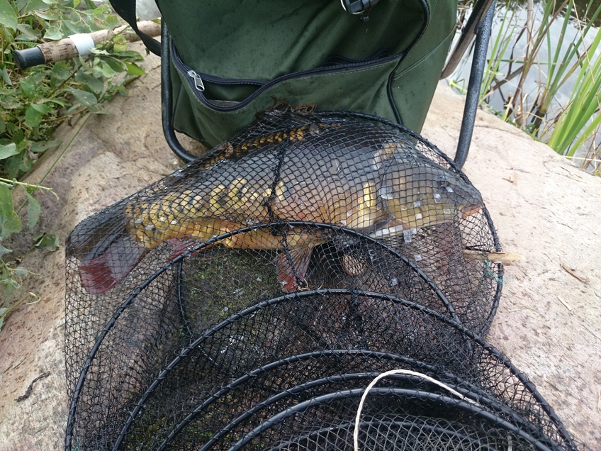 Mirror carp