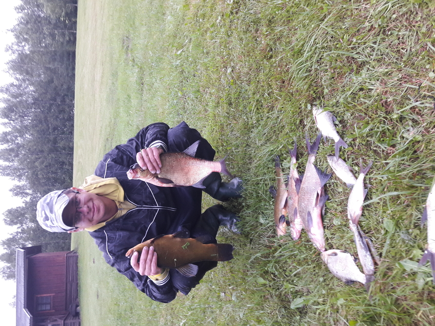 Carp bream