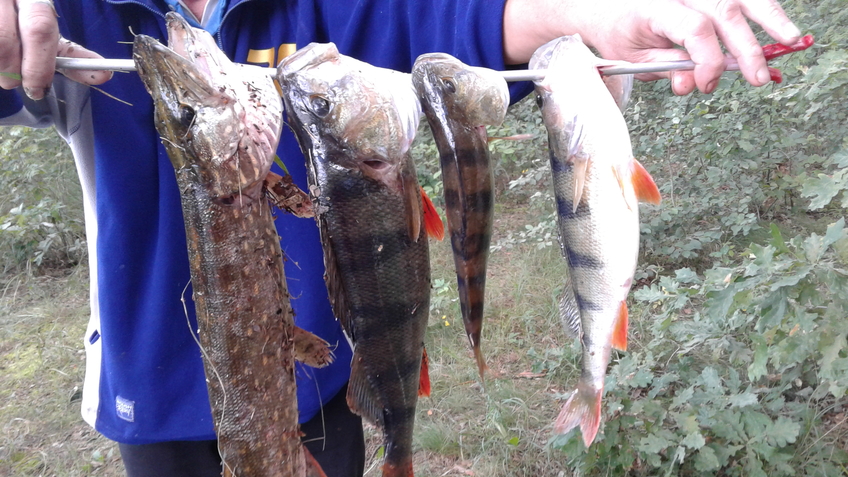 Eurasian perch