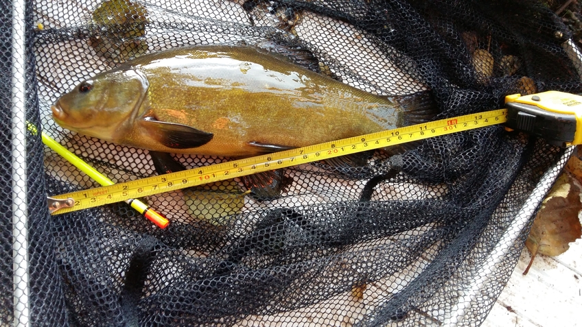 Tench