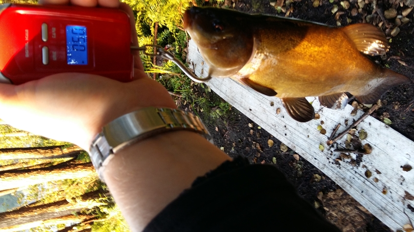 Tench
