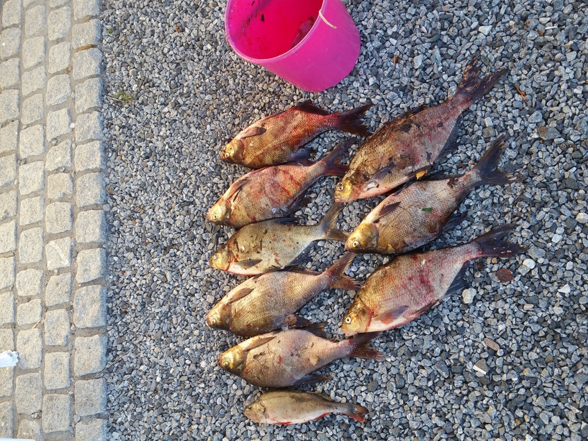 Carp bream
