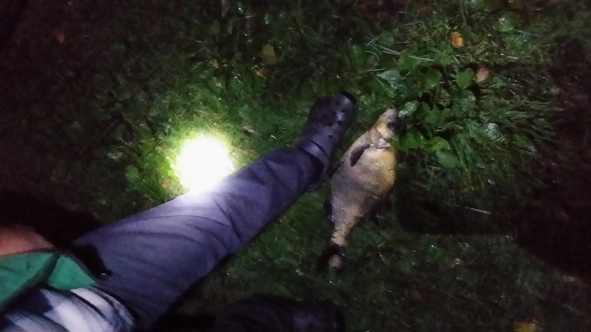 Carp bream