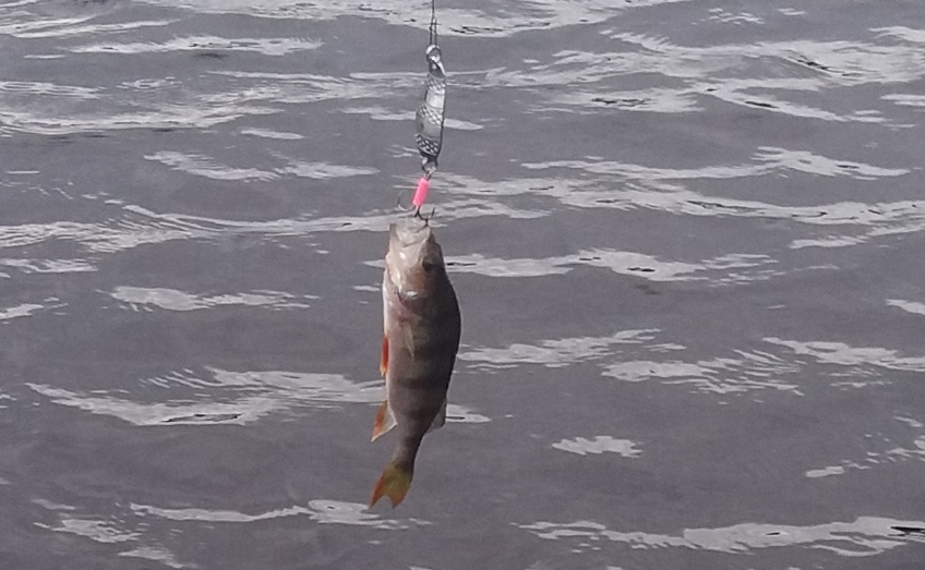 Eurasian perch