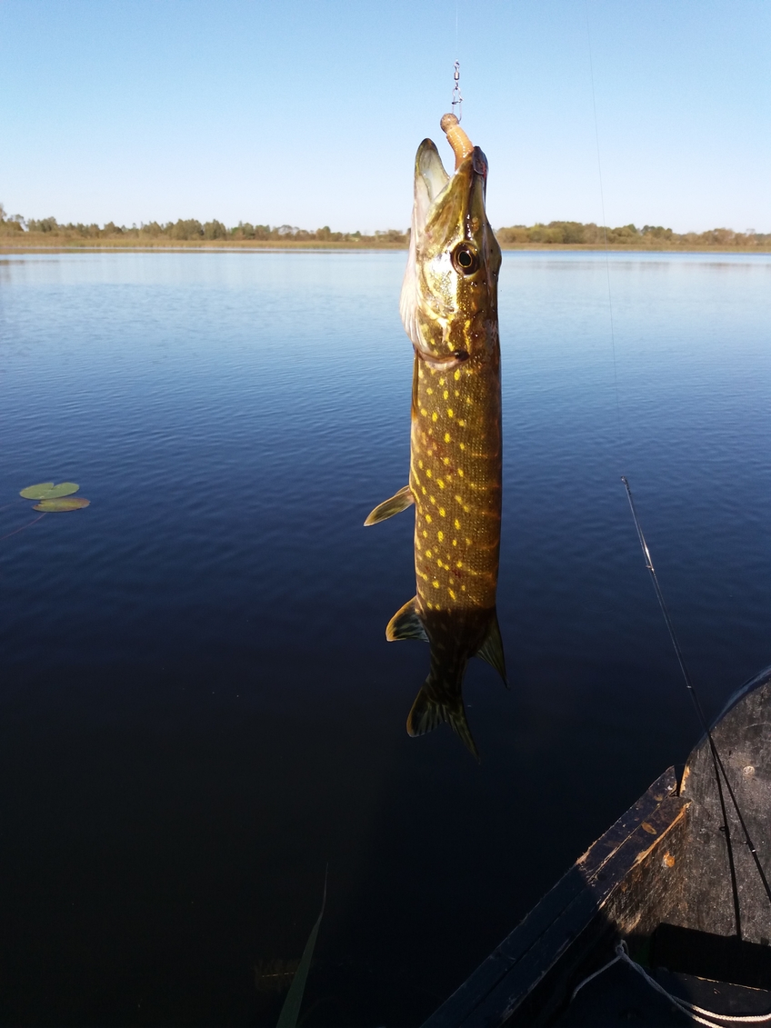 Northern Pike