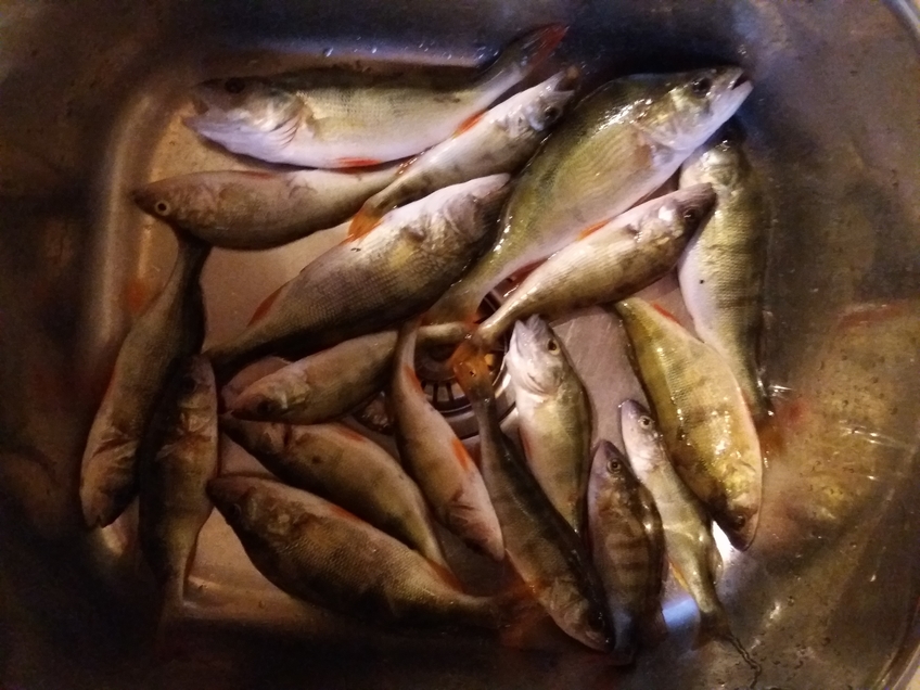 Eurasian perch