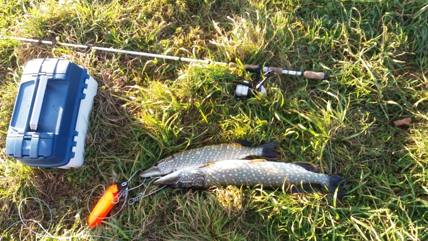 Northern Pike
