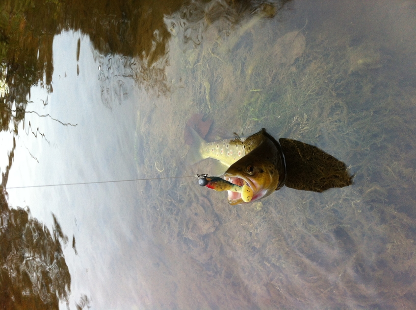 Brown Trout