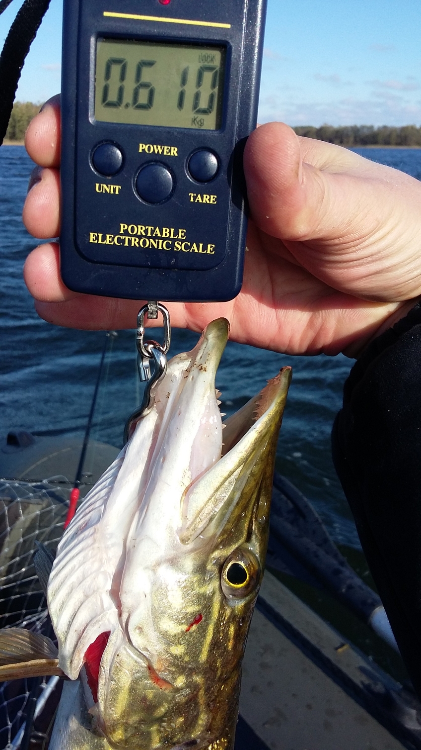 Northern Pike