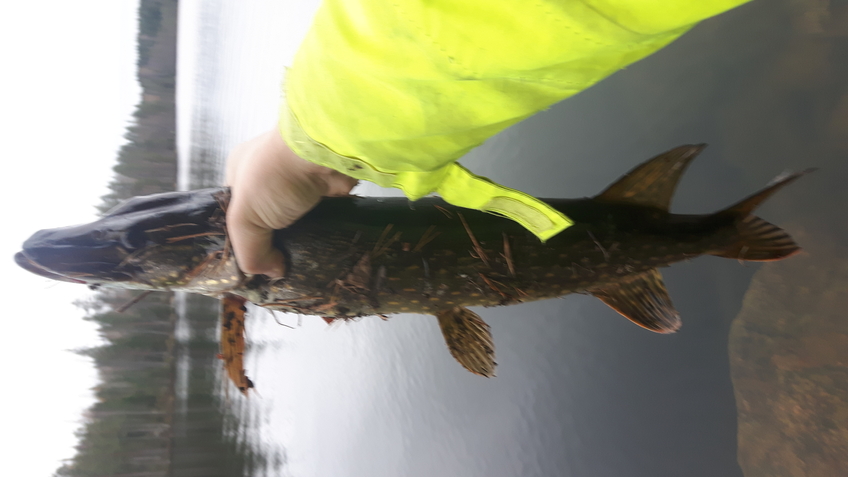 Northern Pike
