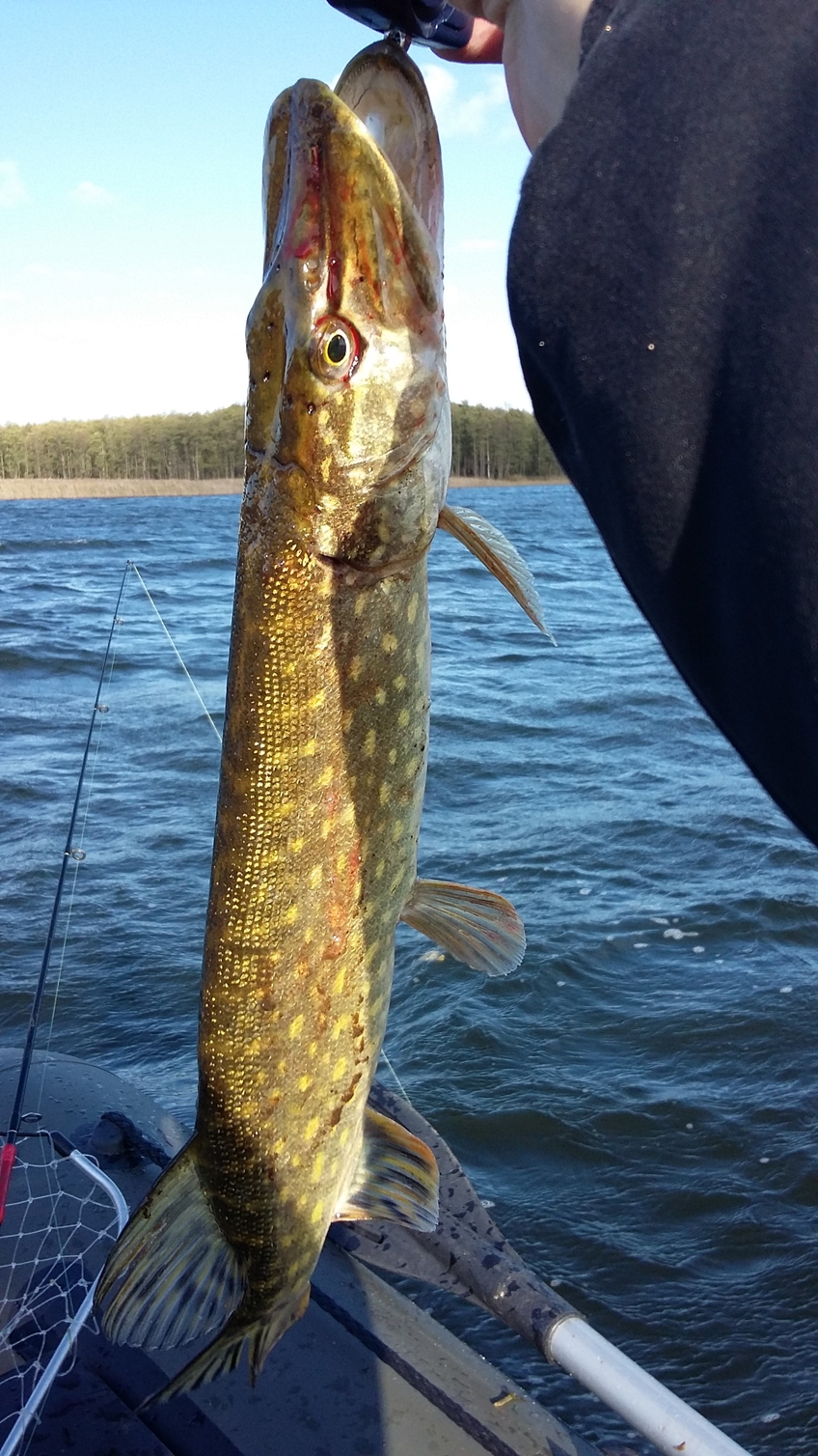 Northern Pike