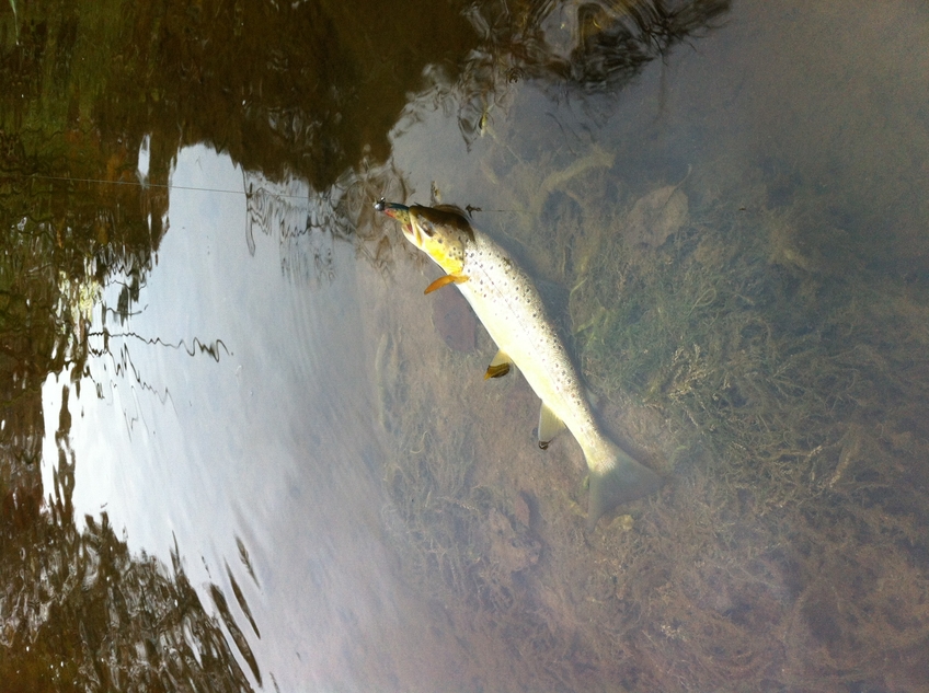 Brown Trout