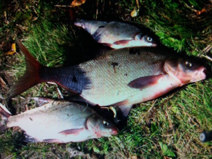 Carp bream