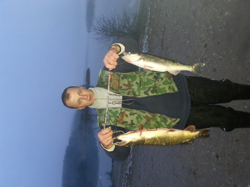Pike perch