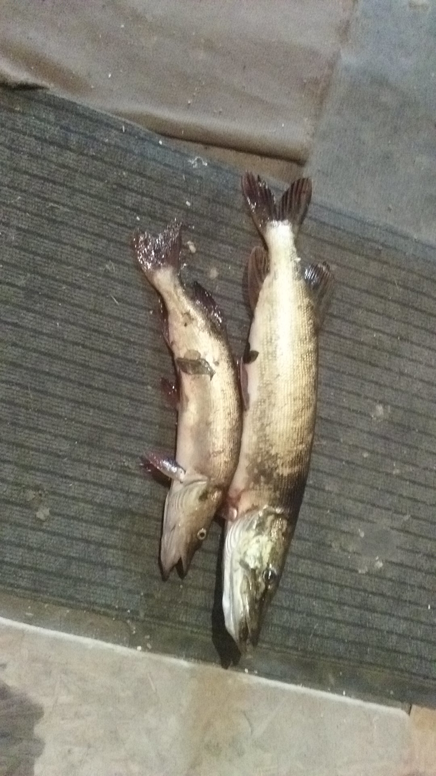 Northern Pike