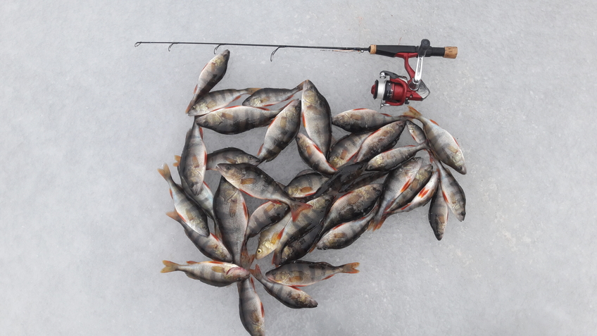 Eurasian perch