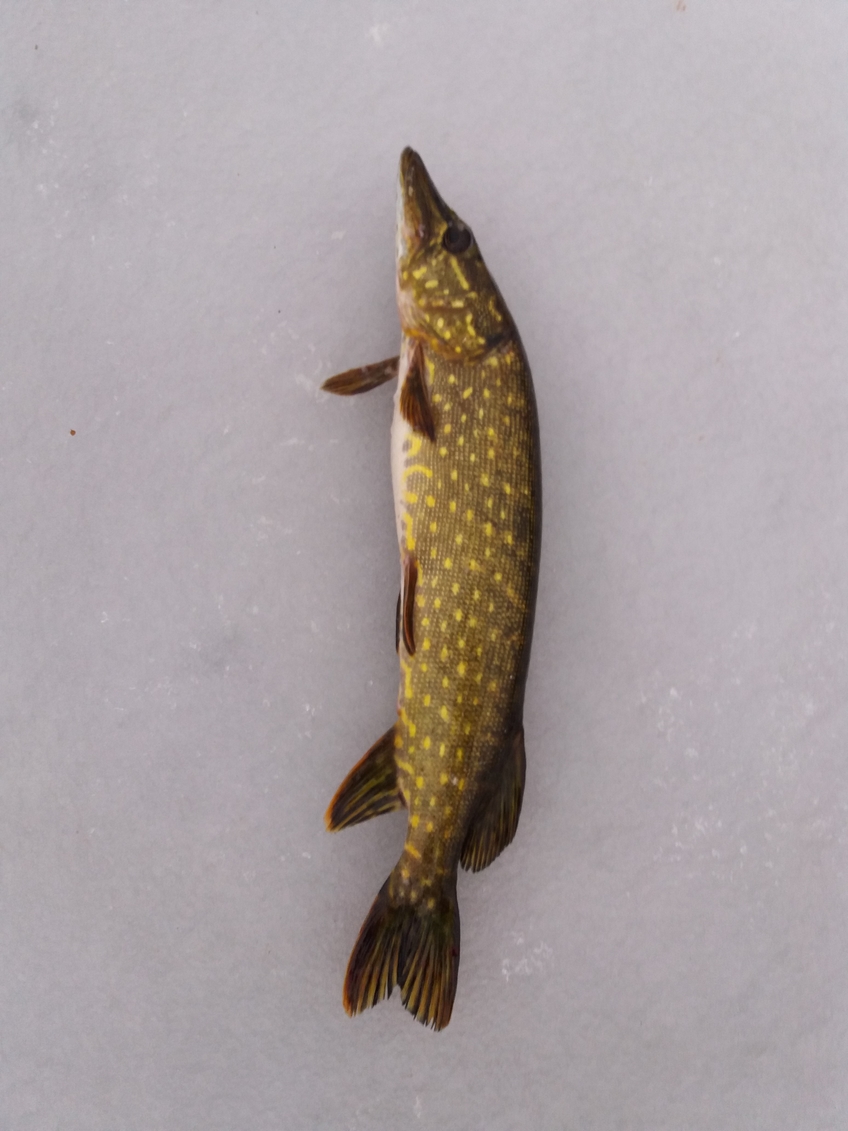 Northern Pike