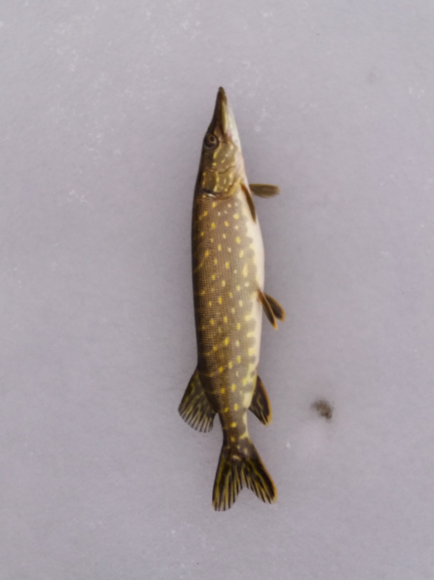 Northern Pike