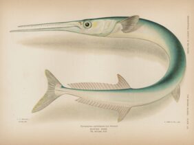 houndfish