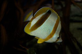 Marley's butterflyfish