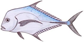Indian threadfish