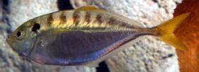 Razorbelly scad