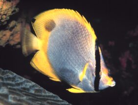 Spotfin butterflyfish