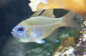 Threadfin cardinalfish