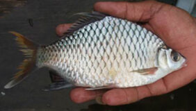 Bandan sharp-mouth barb