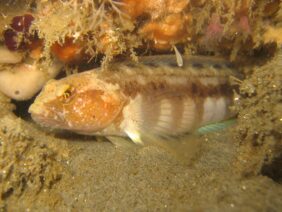 Stripedfin ronquil