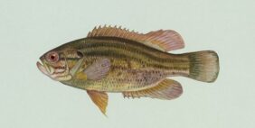 Mud Sunfish