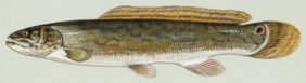 Bowfin