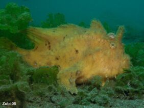 Hispid frogfish