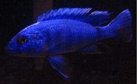 Electric Blue Hap
