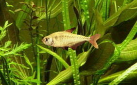 Tetra