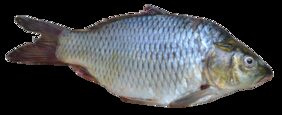 Olive Barb