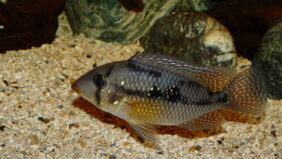 Pearl cichlid