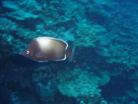 Easter Island butterflyfish