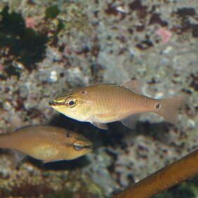 Spotnape cardinalfish