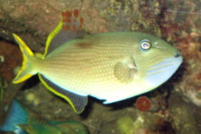 Gilded triggerfish