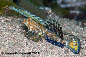 Kuiter's dragonet