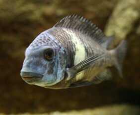 Dwarf Tanganyikan cichlid