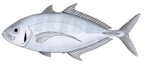 Barcheek trevally