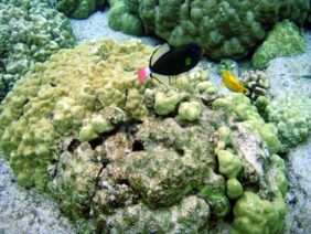 Pinktail triggerfish