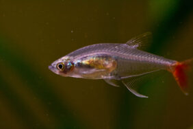 Glass bloodfin tetra